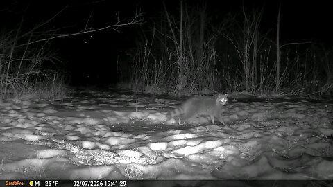Deer Cam Raccoon Foraging For Food 02-07-2026 Game Cam Trail Camera
