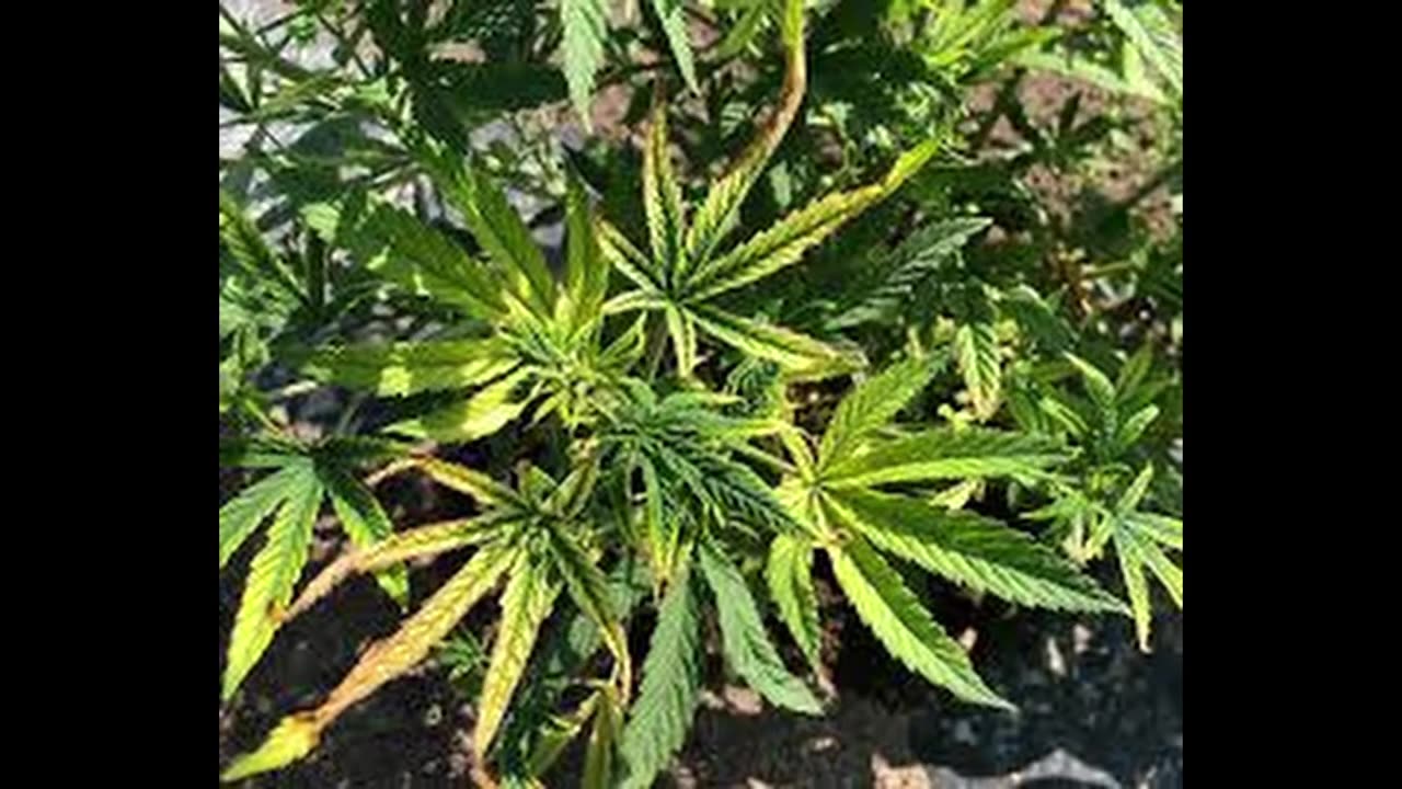 Boron deficiency old youtube