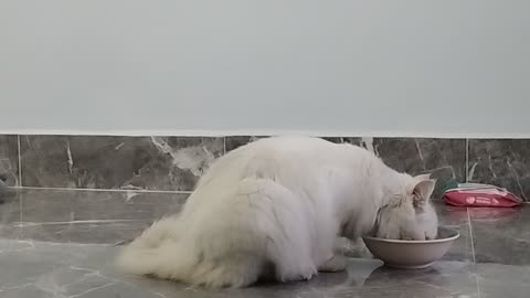 Cat animal love funny videos