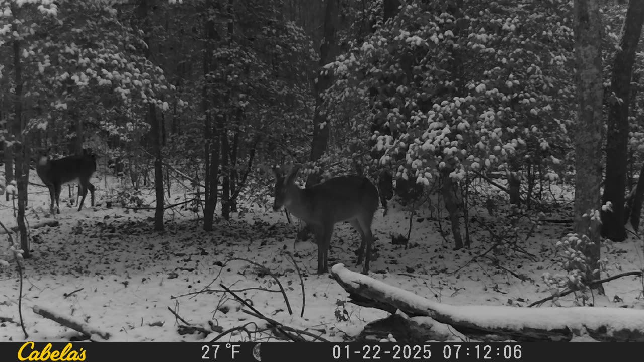 Deer