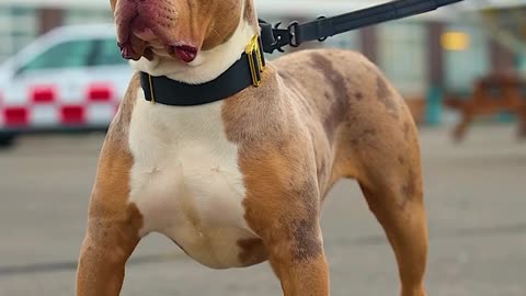 Dangerous dog