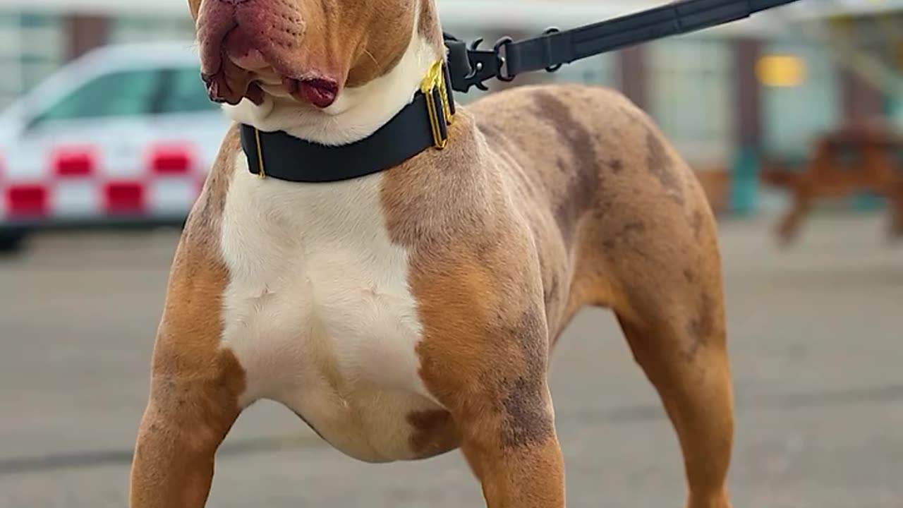 Dangerous dog