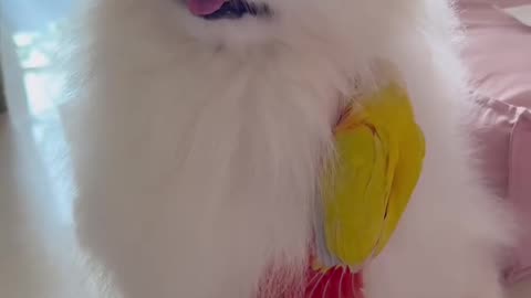 Help..🦜he's a bit too clingy!