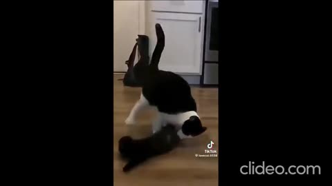 Caturday - WWF Edition.....Wild Wrestling Felines