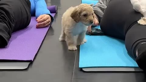 One puppy nailed the chill vibes, the other’s running laps—classic yoga moods! Which one are you_