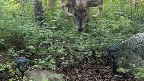 Little Dog Tries to Fend Off Deer