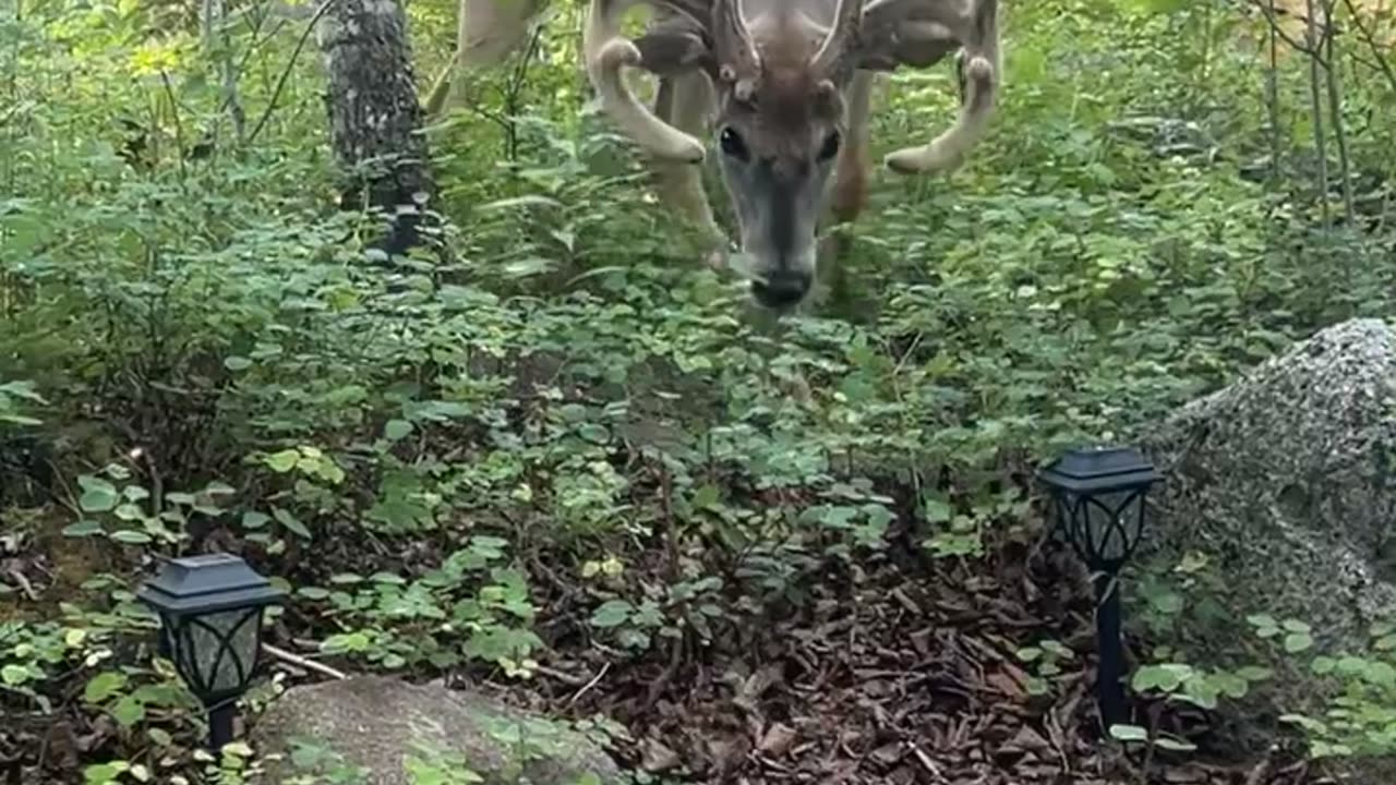 Little Dog Tries to Fend Off Deer