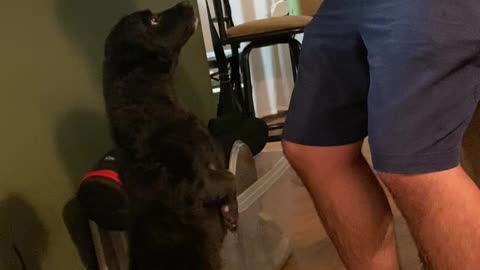 Tiny Dog Begs on Two Legs