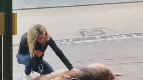 Dog just wants his beer!