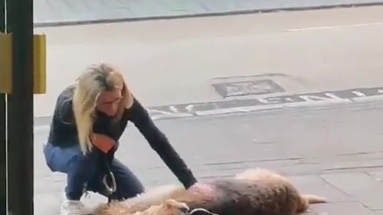 Dog just wants his beer!