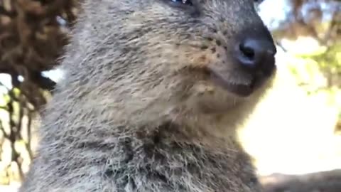 Quokkas like to eat, sleep, snack and repeat 😂