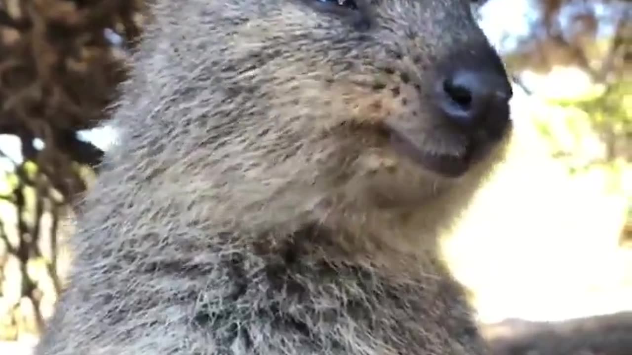 Quokkas like to eat, sleep, snack and repeat 😂