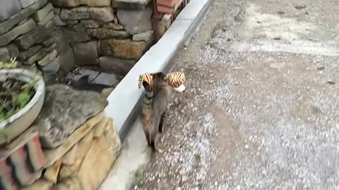 my cat went to the neighbors to borrow a tiger stuff toy