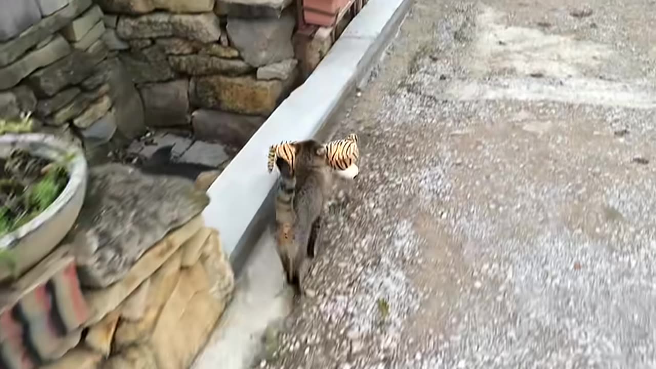 my cat went to the neighbors to borrow a tiger stuff toy