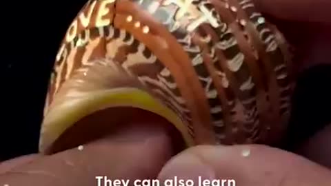 Hermit crabs who were living in plastic on the beach & guy offers them new shells!