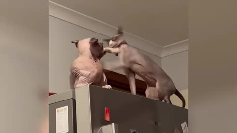 funniest cats and dogs videos of 2025 - funny animals videos