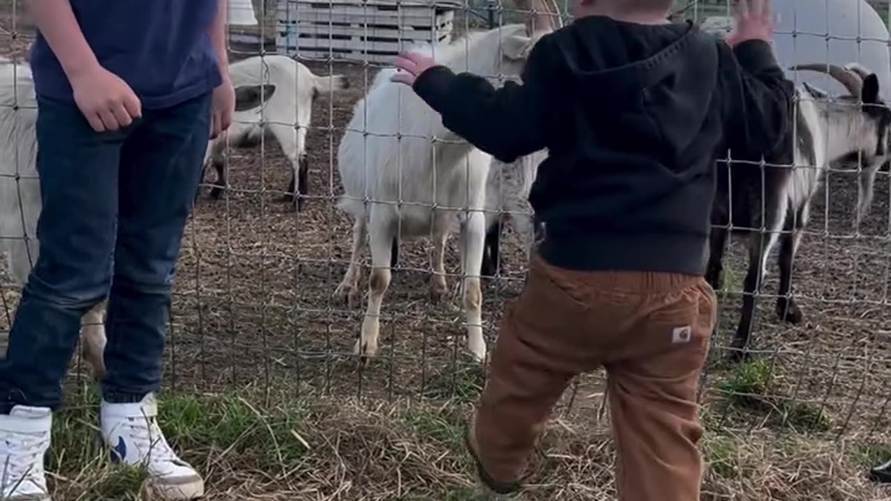 How did he instinctually know how to challenge the goat