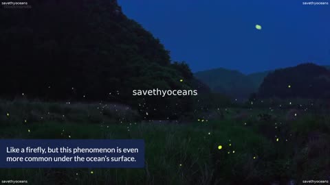 Animals That Glow In The Dark Oceana Canada