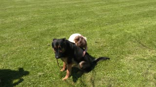 Adorable Loving Protection Dog