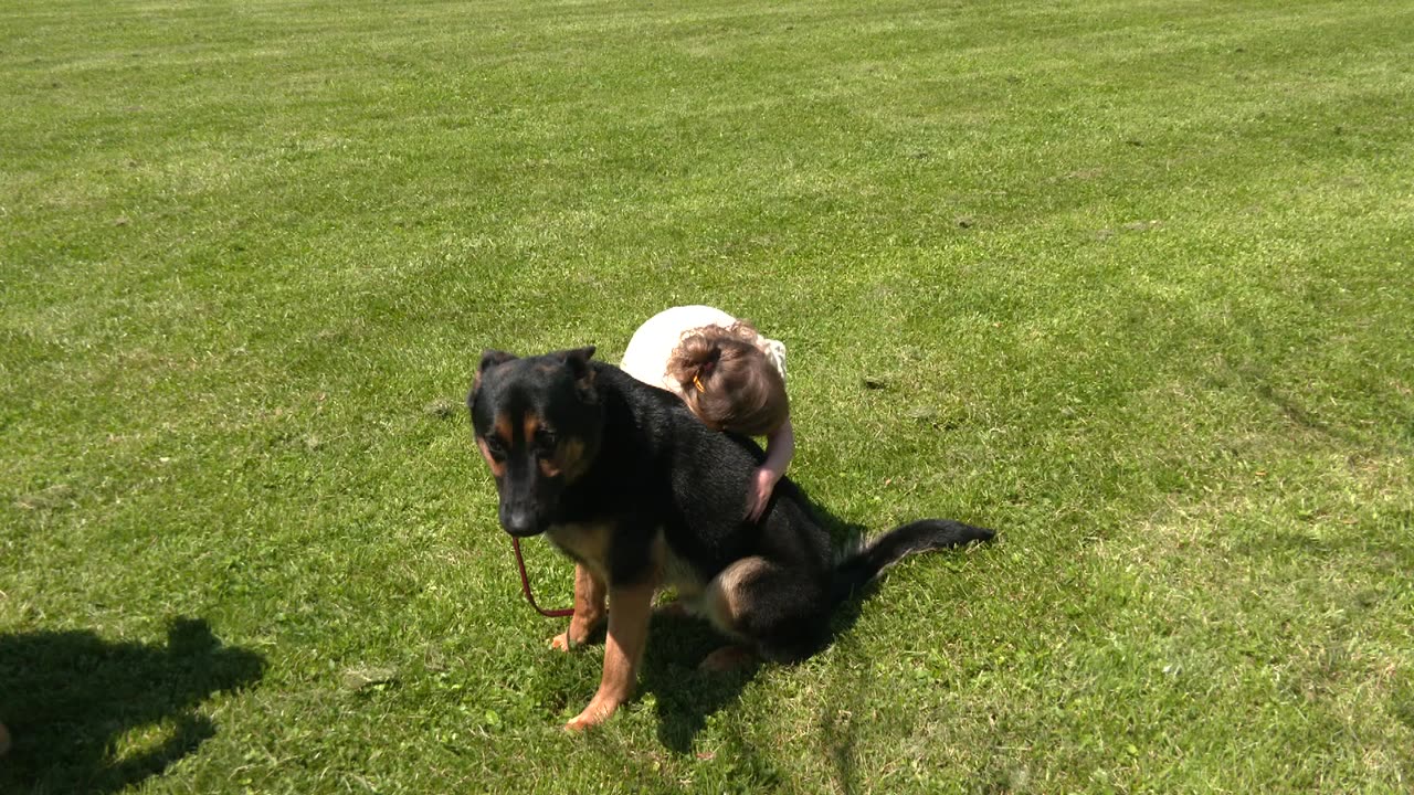 Adorable Loving Protection Dog