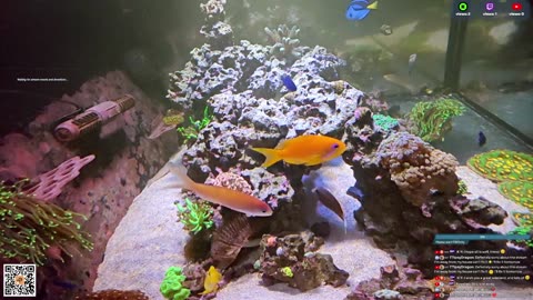 24/7 Real Live Reef Stream