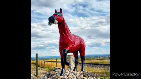 Horse videos