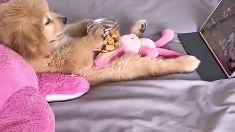 Puppy Watching Tablet While Eating! / Cățeluș Se Uită la Tabletă și Mănâncă – Prea Haios! 😂🐾