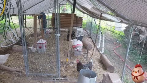 Chicken Live Stream