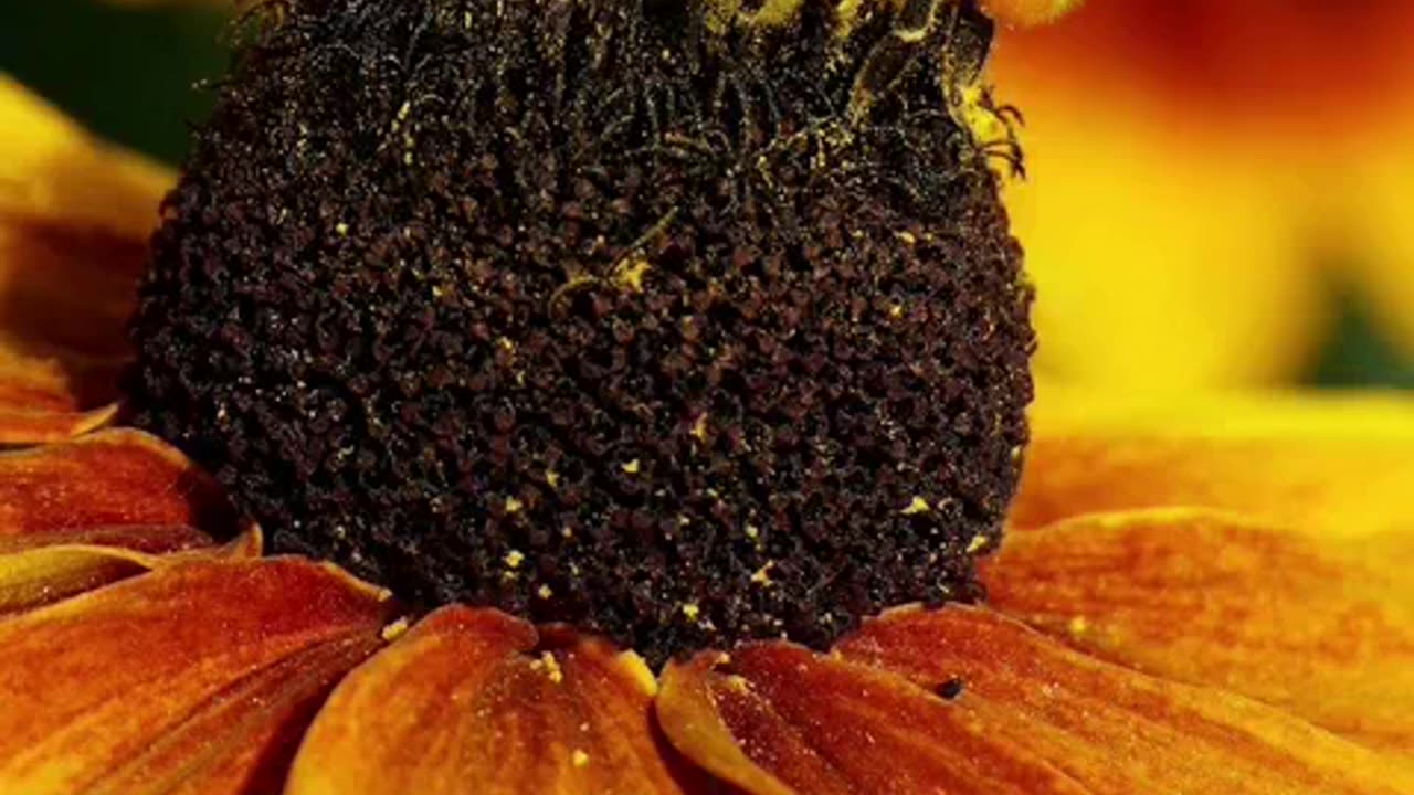 cibercops tomoko o voo da vassoura musica.mp4