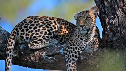 Strong Leopard Climbing Up A Tree