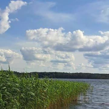 Duck Teleportation? Two Appear from Reeds! 🦆