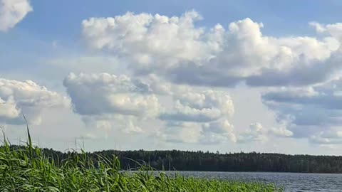 Duck Teleportation? Two Appear from Reeds! 🦆