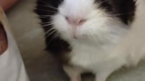 funny animals