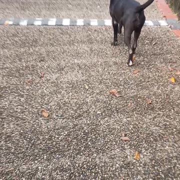 8.2.2025 Rubbishtown