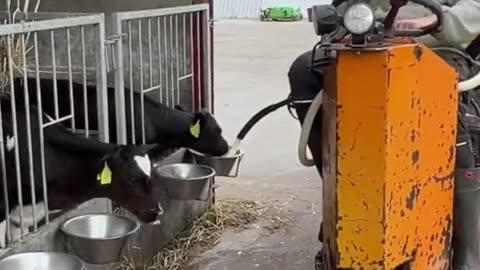 Milk Feeding Time for the Little Calves – A Moment Full of Life! 🐄
