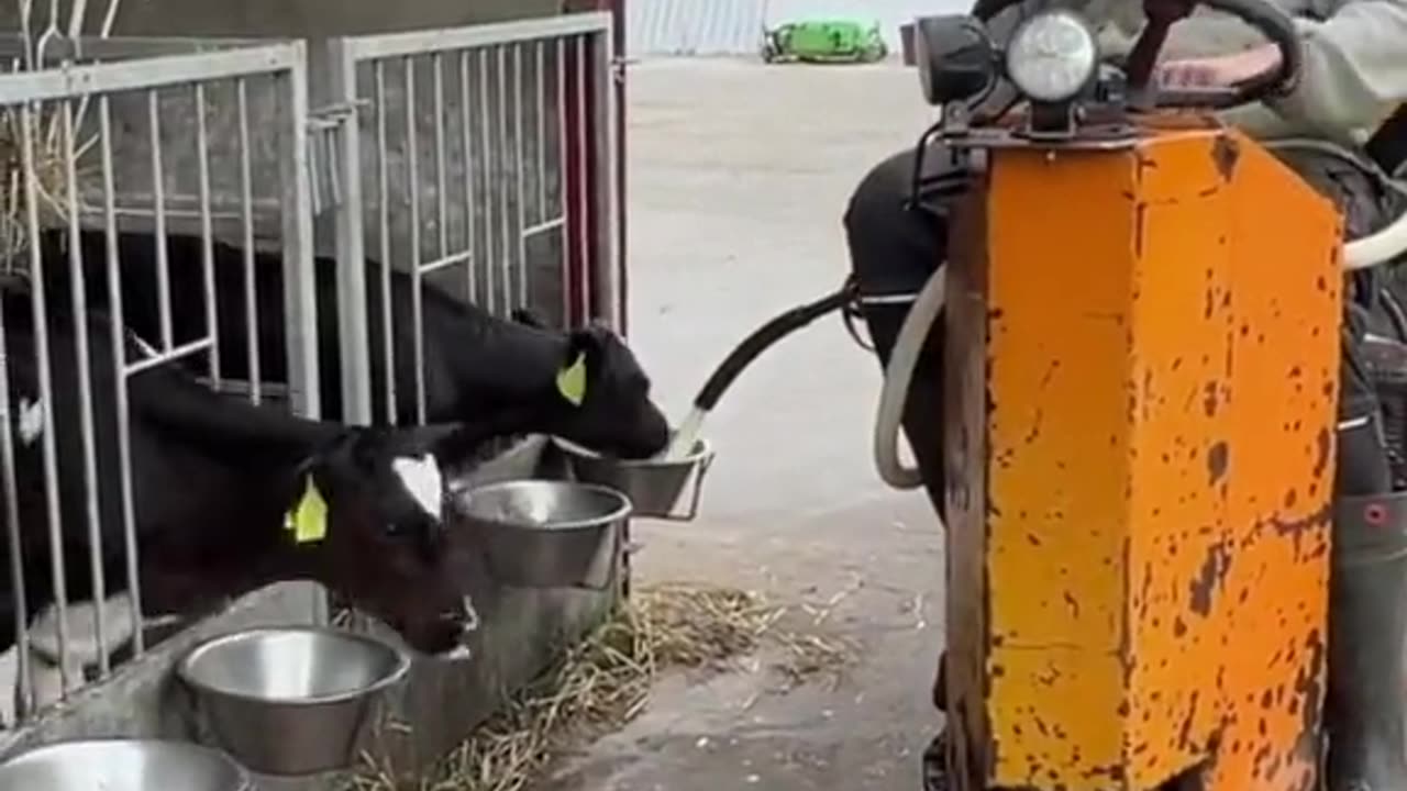 Milk Feeding Time for the Little Calves – A Moment Full of Life! 🐄