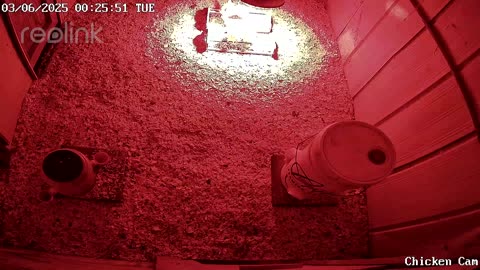 Millar Time Chicken Cam