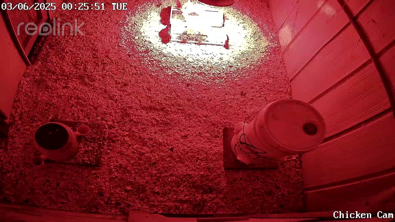 Millar Time Chicken Cam