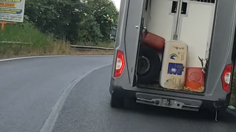 Goat on a Dangerous Ride