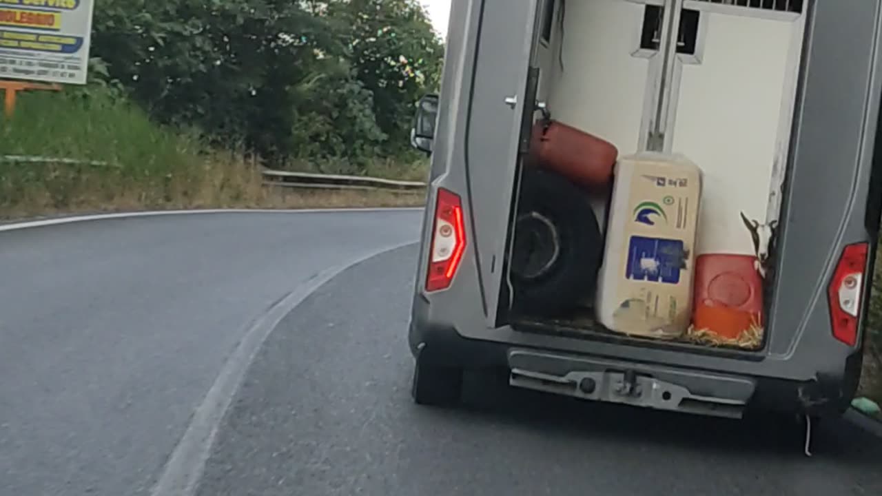 Goat on a Dangerous Ride