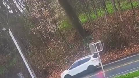 Large tree came crashing down on a car