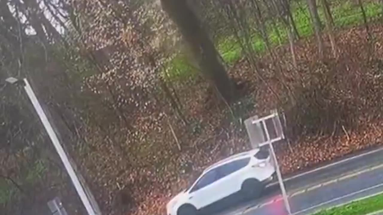 Large tree came crashing down on a car