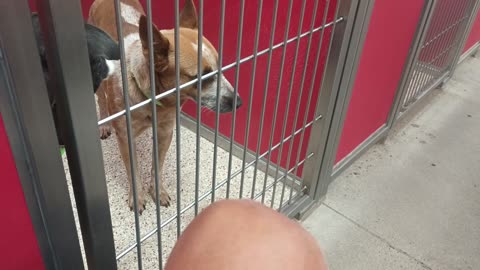 Lady-@door 5y A841167 Hazel 2y A863390 kennel Lady needs distance from busy Hazel_20250608_170309809