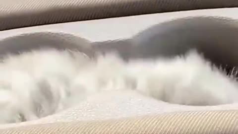 Cute kittens❤️