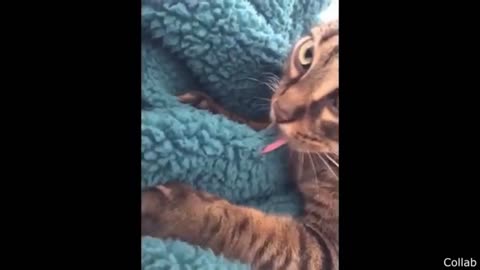 Funny video
