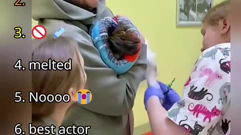 Ranking Best Dogs in Vet Moments