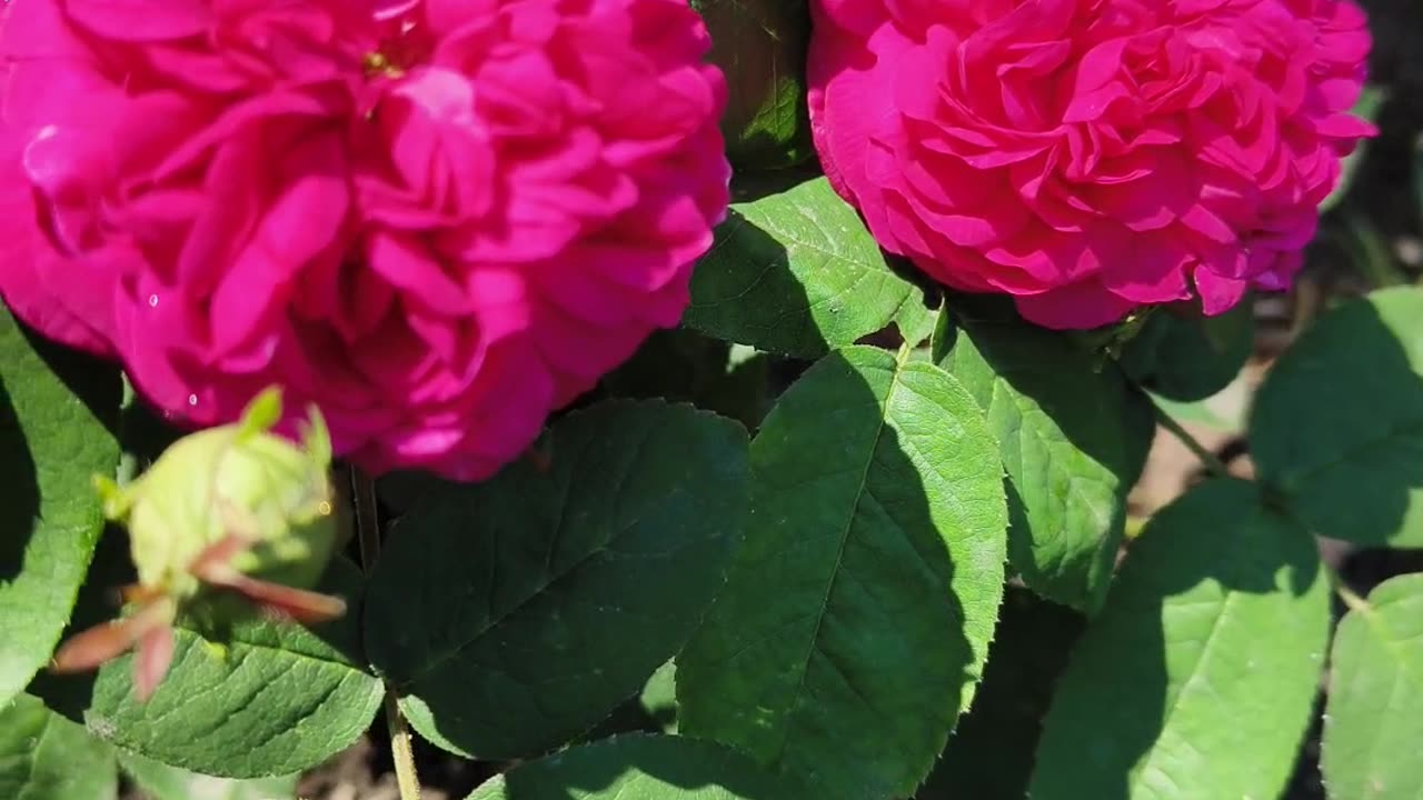 Old Historic Rose: Rose de Rescht