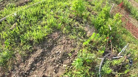 It Poured.. Dumped Rain... A Quick Farm Update.