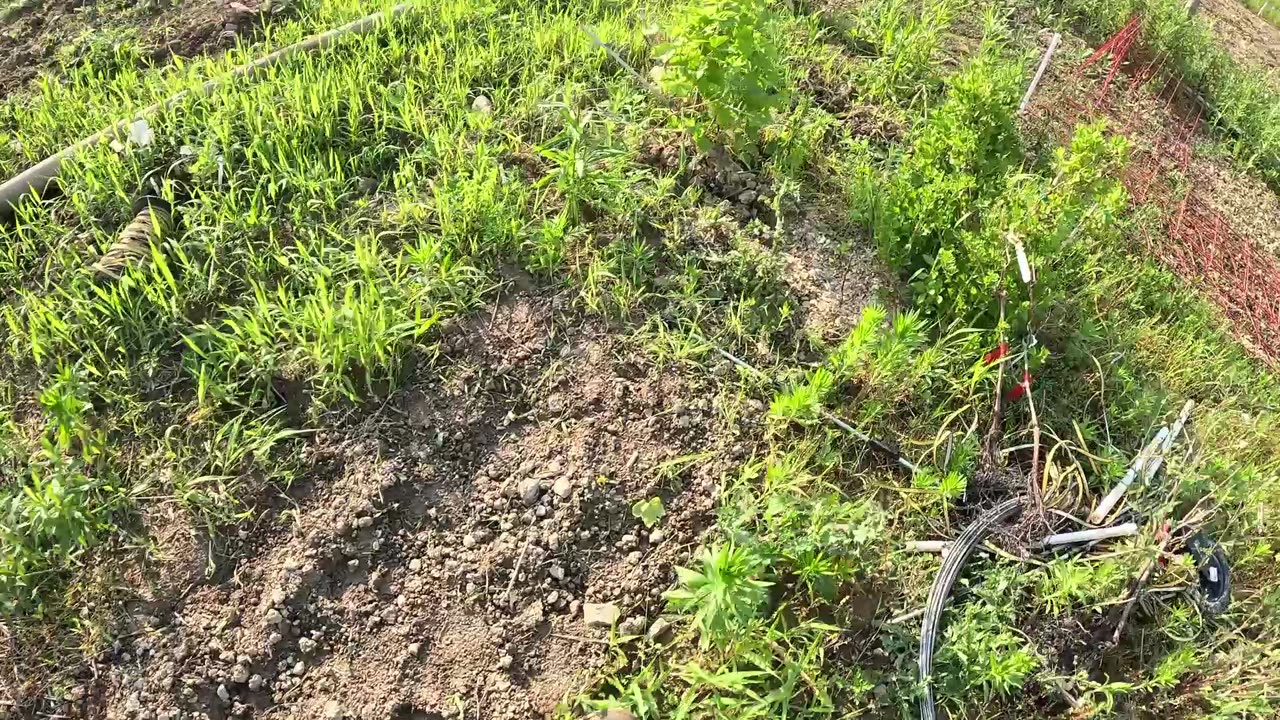 It Poured.. Dumped Rain... A Quick Farm Update.