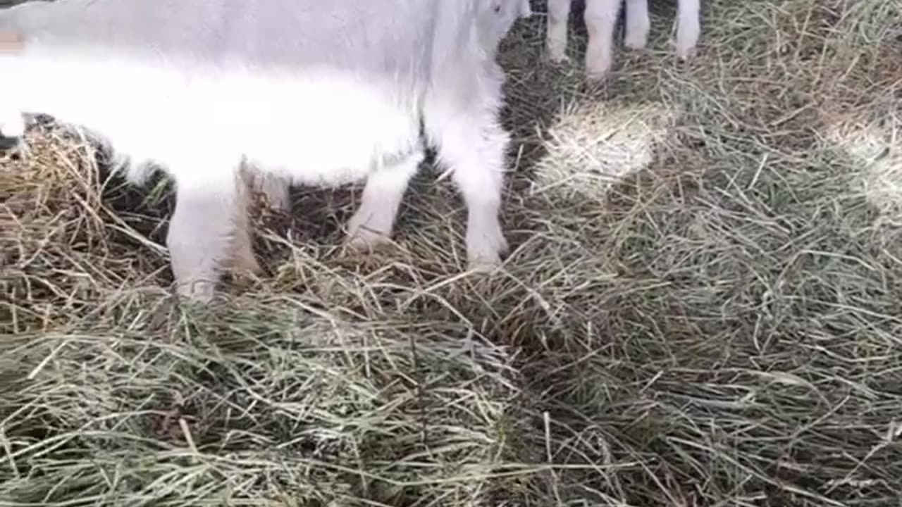 Watch the video... You see a beautiful barn... all the animals are happy. Not vaxed